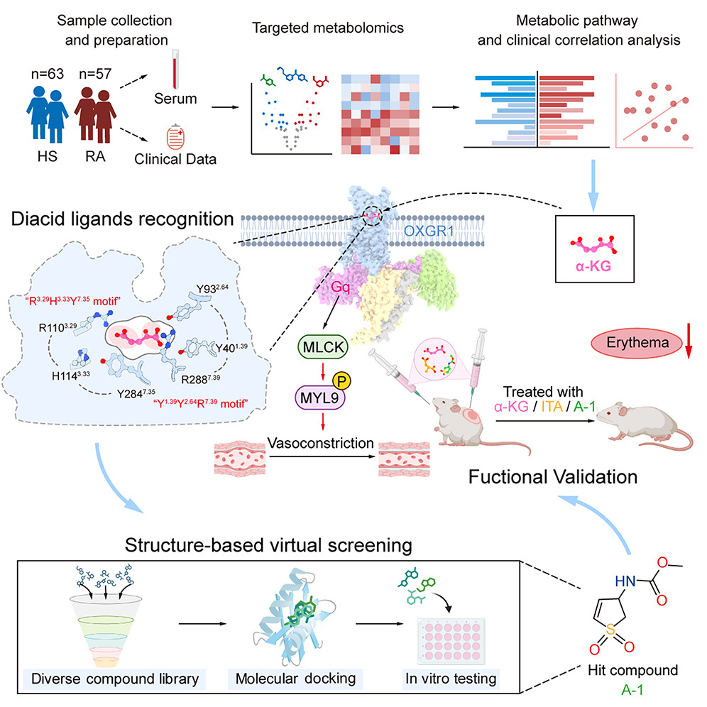 Cell 2026 — α-KG 激活 OXGR1 抑制玫瑰痤疮红斑