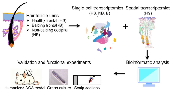 Nat Commun 2026 — CTS-PIEZO1 轴介导雄激素性秃发