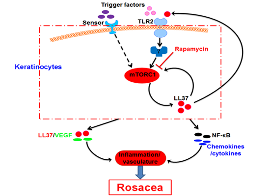 Image for A positive feedback loop between mTORC1 and cathelicidin promotes skin inflammation in rosacea