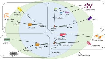 Image for Exploring metformin as a candidate drug for rosacea through network pharmacology and experimental validation