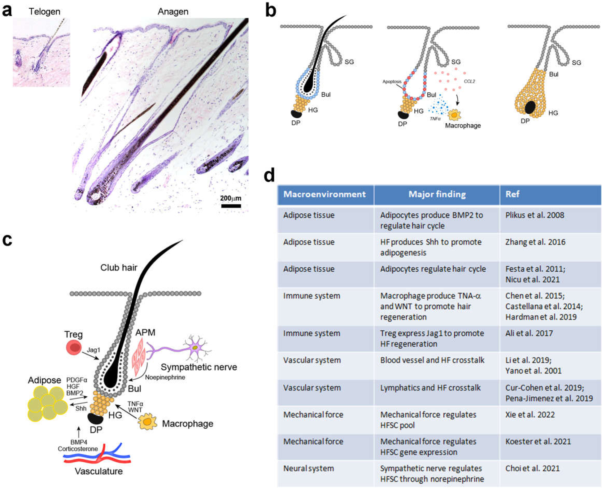 Image for Regulation and dysregulation of hair regeneration: aiming for clinical application