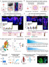Image for Regenerative Hair Pigmentation via Skin Organoids: Adaptive Patterning Mediated by Collagen VI and Semaphorin 3C