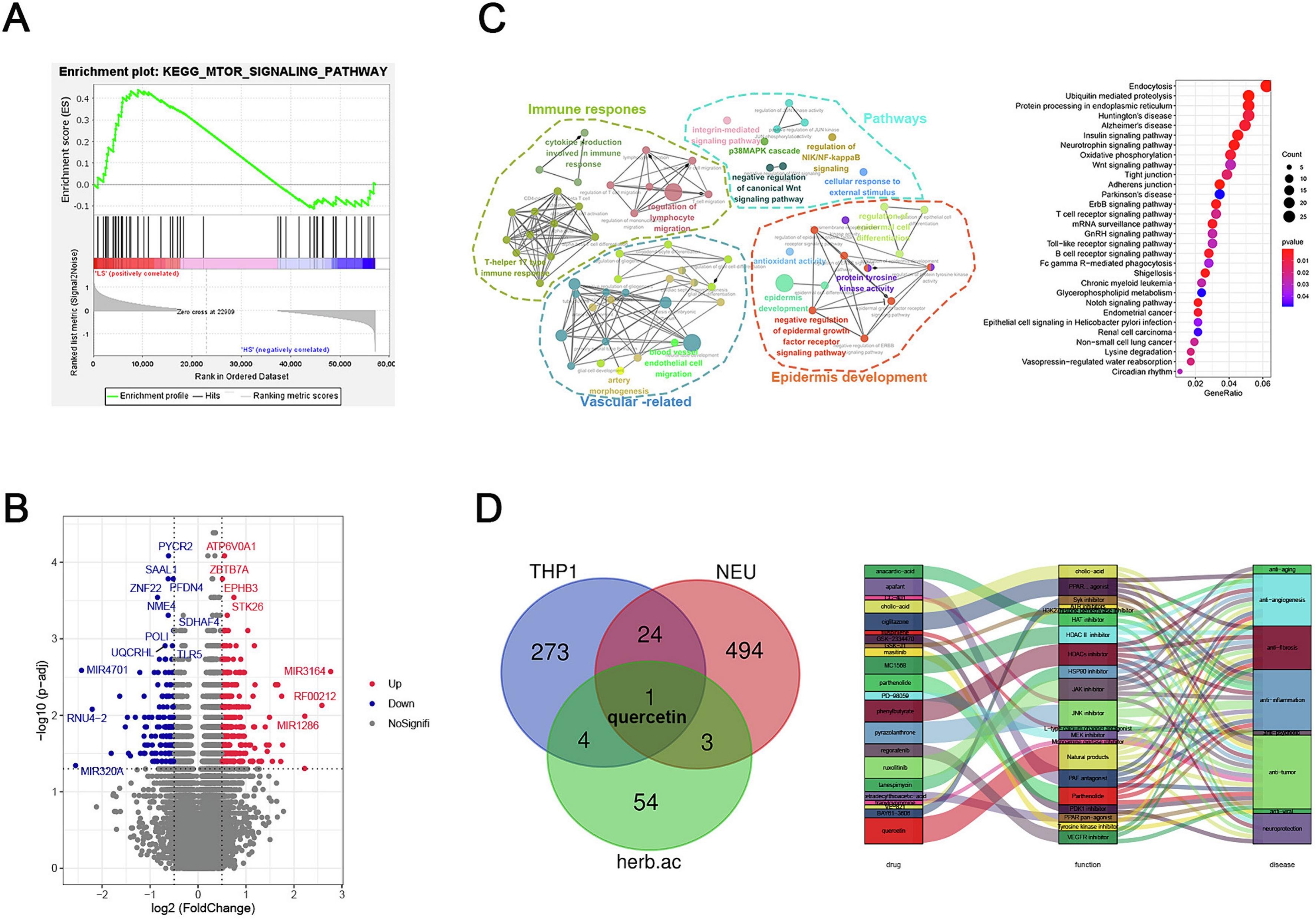 Image for Quercetin attenuates inflammation in rosacea by directly targeting p65 and ICAM-1