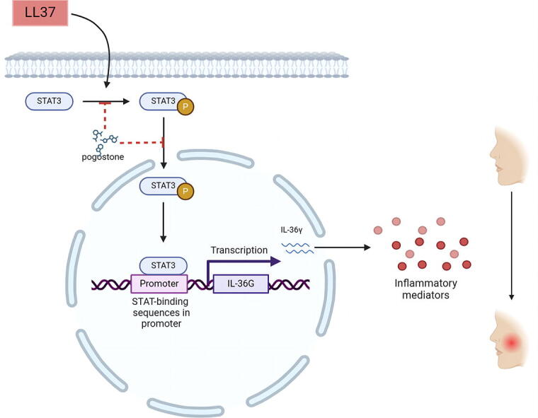 Image for Targeting the STAT3/IL-36G signaling pathway can be a promising approach to treat rosacea