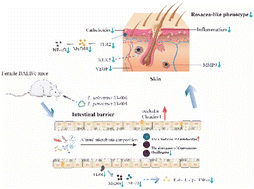 Image for Probiotics suppress LL37 generated rosacea-like skin inflammation by modulating the TLR2/MyD88/NF-κB signaling pathway