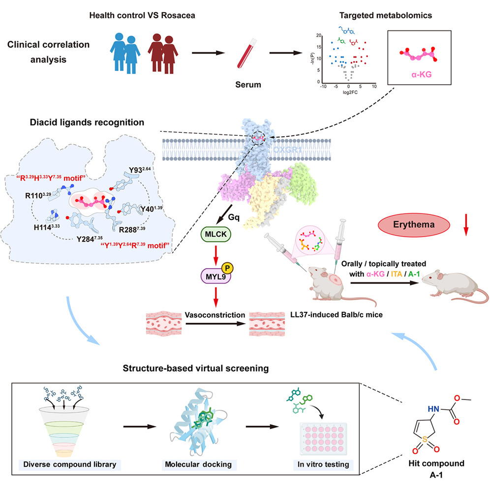 Image for Metabolite-gated vascular contractility switch: OXGR1 activation mechanism enables agonist therapy for rosacea erythema