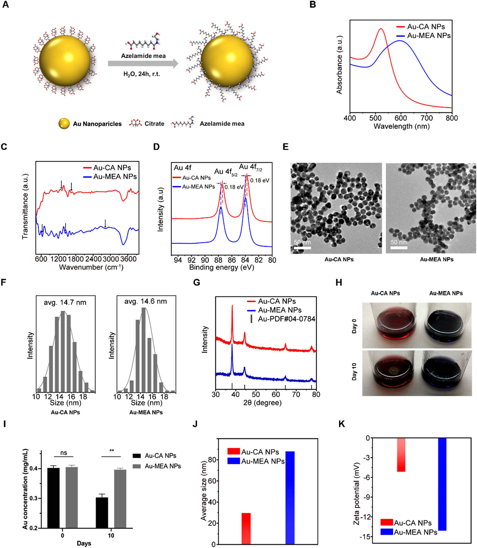 Image for Skin-permeable gold nanoparticles with modifications azelamide monoethanolamine ameliorate inflammatory skin diseases