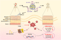 Image for Twin defect-rich Pt ultrathin nanowire nanozymes alleviate inflammatory skin diseases by scavenging reactive oxygen species
