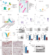 Image for HOXC10 Protects from Skin Aging by Targeting the FZD6/Wnt/β-Catenin Signaling Pathway