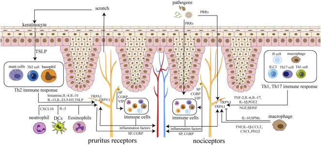 Image for Neuroimmune Interaction: A Widespread Mutual Regulation and the Weapons for Barrier Organs